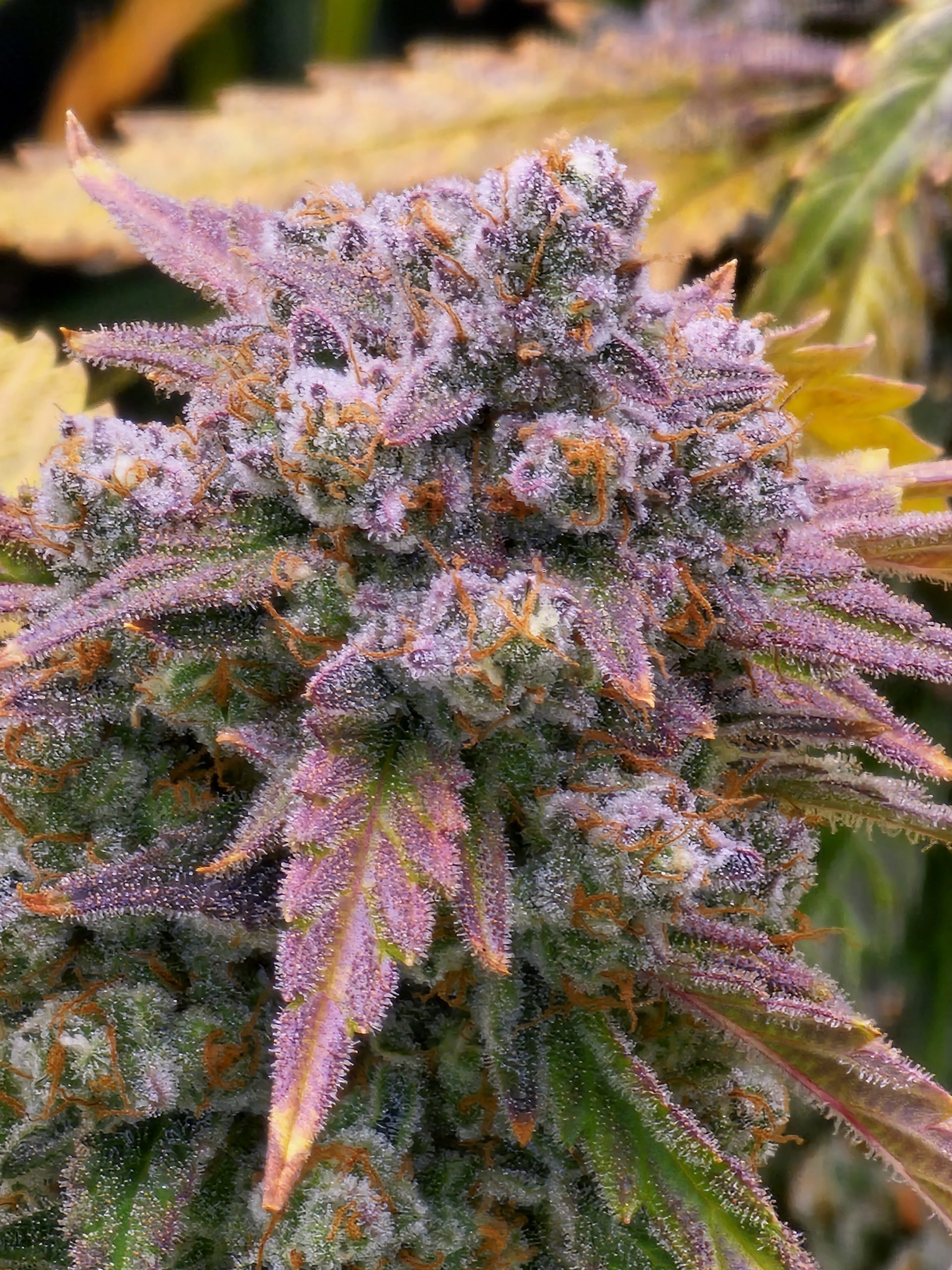 Granite Gas F7 (3-Pack) - Speedrun Seeds